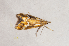 Glaucocharis interrupta