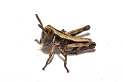 Sigaus australis