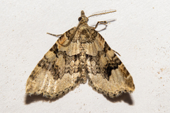 Helastia cryptica