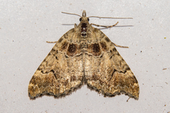 Helastia cryptica