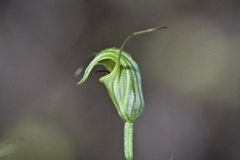 Pterostylis trullifolia