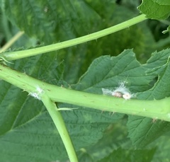Scolypopa