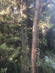 Podocarpus laetus