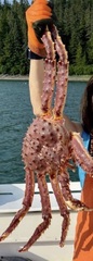 Paralithodes camtschaticus