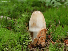 Amanita umbrinolutea
