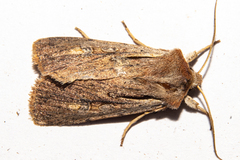 Ichneutica atristriga