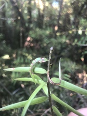 Podocarpus laetus