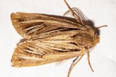 Ichneutica ceraunias