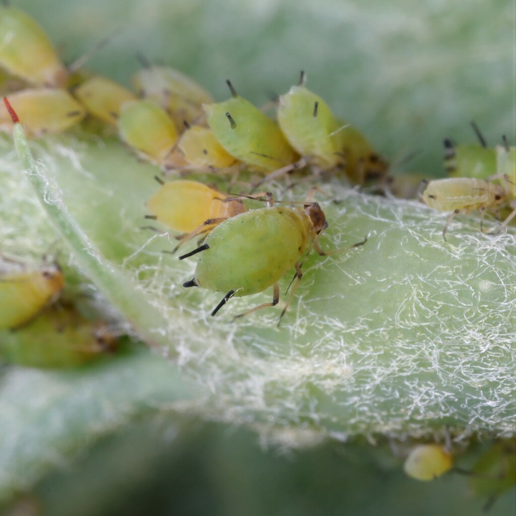 Aphis pomi