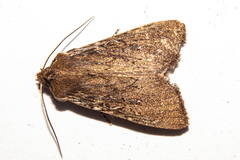 Ichneutica infensa