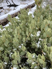 Arctostaphylos pringlei drupacea