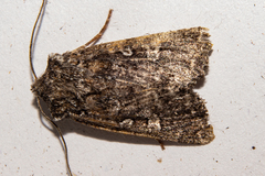Ichneutica lithias