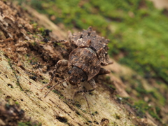 Syrphetodes marginatus