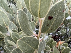 Arctostaphylos pringlei drupacea