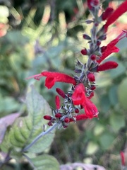 Salvia cinnabarina