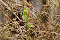 Neocallicrania barrosi