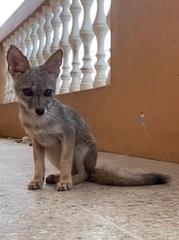Lycalopex sechurae