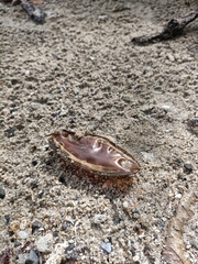Hemiscylliidae