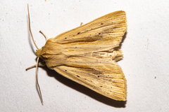 Ichneutica semivittata