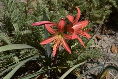 Zephyranthes splendens