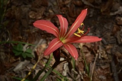 Zephyranthes splendens