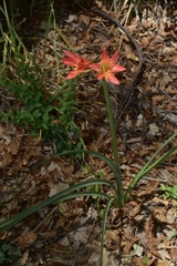 Zephyranthes splendens