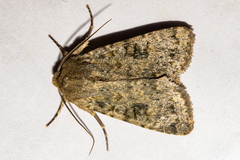 Ichneutica virescens