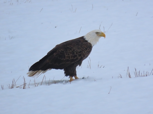 Bald Eagle photographed in Michigan