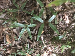 Lygodium articulatum