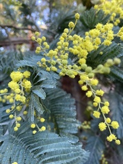 Acacia baileyana