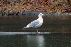 Larus glaucescens