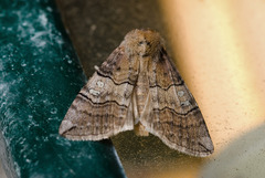 Tethea ocularis
