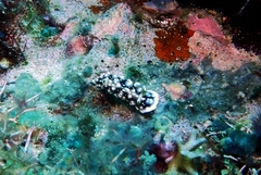 Goniobranchus geometricus