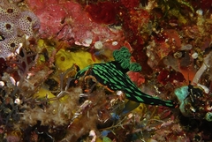 Nembrotha kubaryana