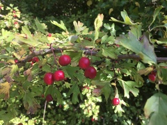 Crataegus