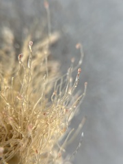 Ectopleura