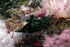 Nembrotha kubaryana