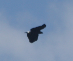 Buteogallus