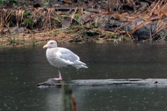 Larus glaucescens