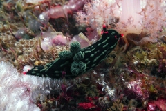 Nembrotha kubaryana