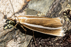 Orocrambus philpotti