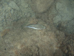Canthigaster capistrata
