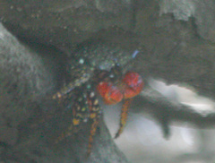 Goniopsis pulchra