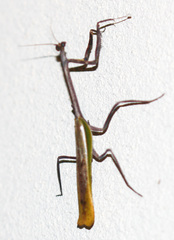 Pseudovates