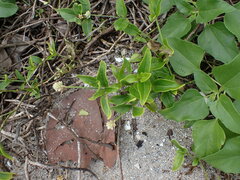Alternanthera flavescens