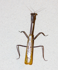 Pseudovates