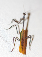 Pseudovates