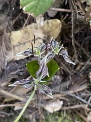 Scoliopus bigelovii