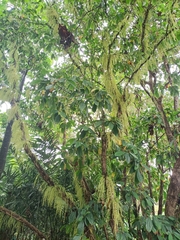 Barringtonia calyptrata