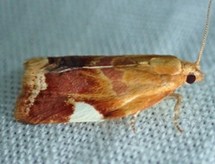 Clepsis persicana